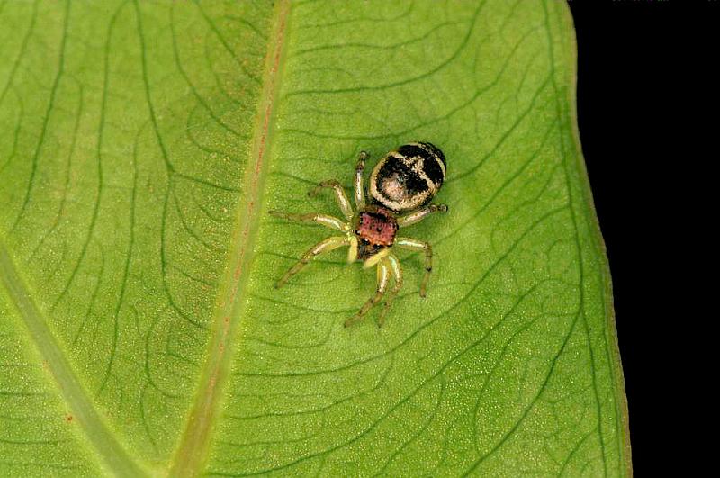 Cosmophasis_micans_D5397_Z_80_Giru_Australie.jpg