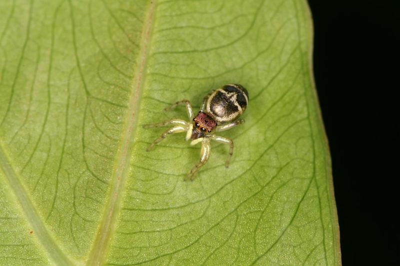 Cosmophasis_micans_D5398_D_90_Giru_Australie.jpg