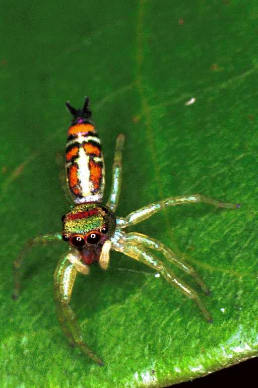 Cosmophasis_micarioides_F0781_Z_82_Daintree-Cookstown_Australie.jpg