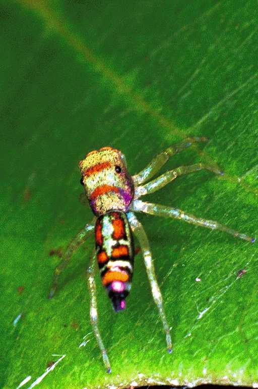 Cosmophasis_micarioides_F0782_Z_78_Daintree-Cookstown_Australie.jpg