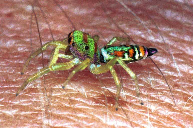 Cosmophasis_micarioides_F0787_Z_78_Daintree-Cookstown_Australie.jpg