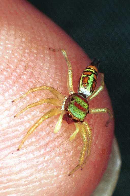 Cosmophasis_micarioides_F0790_Z_81_Daintree-Cookstown_Australie.jpg