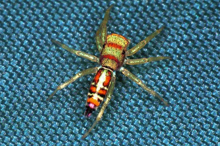 Cosmophasis_micarioides_F0791_Z_83_Daintree-Cookstown_Australie.jpg