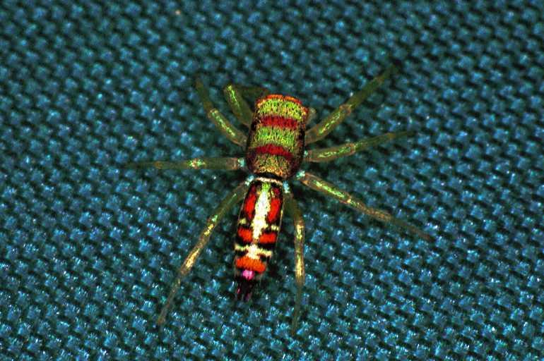 Cosmophasis_micarioides_F0792_Z_81_Daintree-Cookstown_Australie.jpg