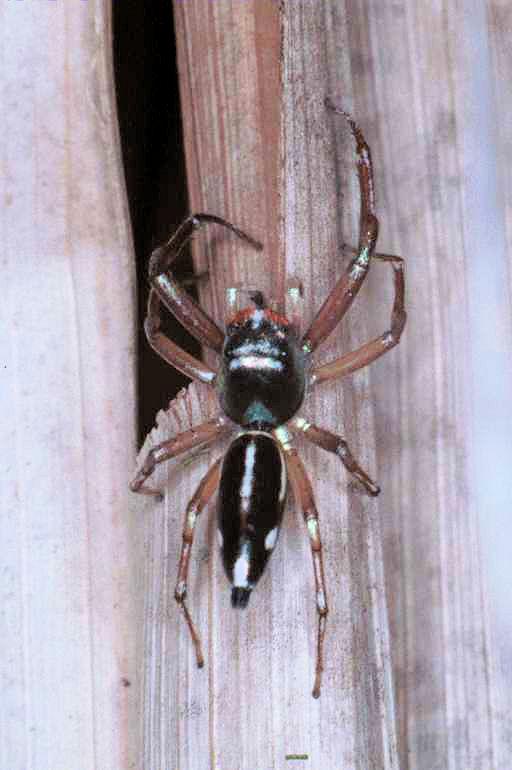 Cosmophasis_thalassina_RF0327_O_85_Giru_Australie.jpg