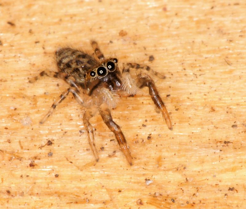 Euophrys_erratica_D5843_Z_88_Badhoevedorp_Nederland.jpg