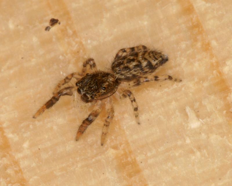 Euophrys_erratica_D5844_Z_88_Badhoevedorp_Nederland.jpg