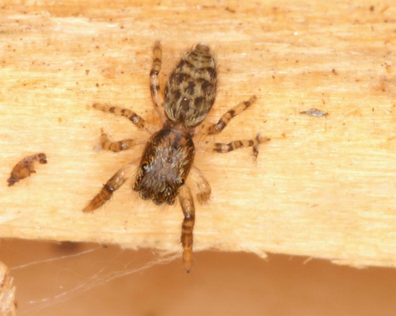 Euophrys_erratica_D5848_Z_89_Badhoevedorp_Nederland.jpg