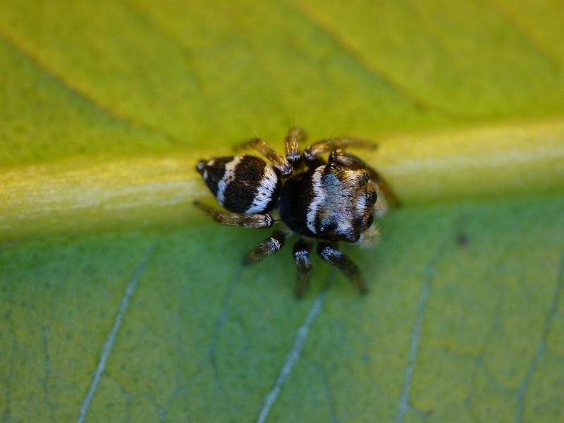 Euryattus_bleekeri_D6525_Z_87_Brisbane_Australie.jpg