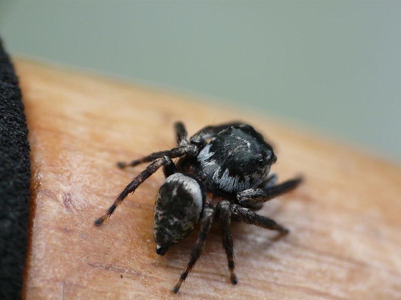 Euryattus_bleekeri_D6605_O_82_Brisbane_Australie.jpg