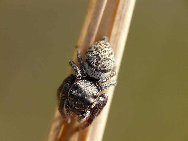 Euryattus_bleekeri_D6692_O_86_Brisbane_Australie.jpg