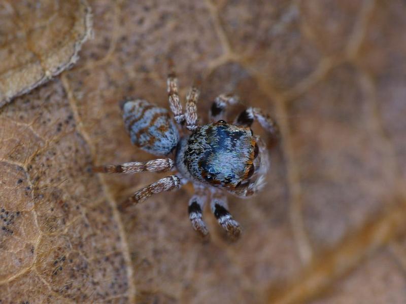 Euryattus_bleekeri_D6740_Z_85_Brisbane_Australie.jpg