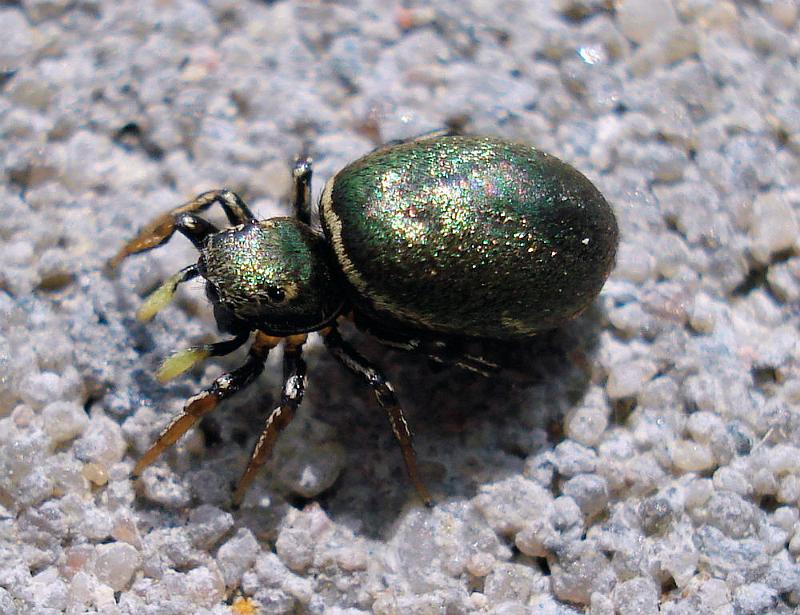 Heliophanus_cupreus_D4350_Z_85_-_Nederland.jpg