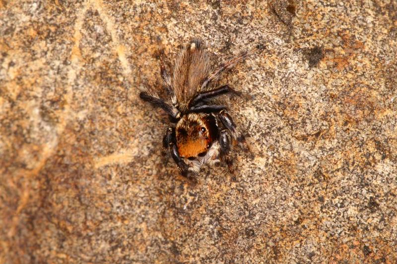 Hypoblemum_albovittatum_D5456_D_88_Yungaburra_Australie.jpg