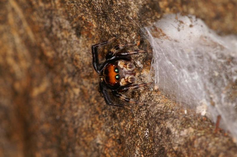 Hypoblemum_albovittatum_D5458_D_90_Yungaburra_Australie.jpg