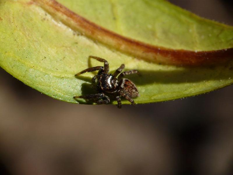 Hypoblemum_albovittatum_D6770_Z_85_Brisbane_Australie.jpg