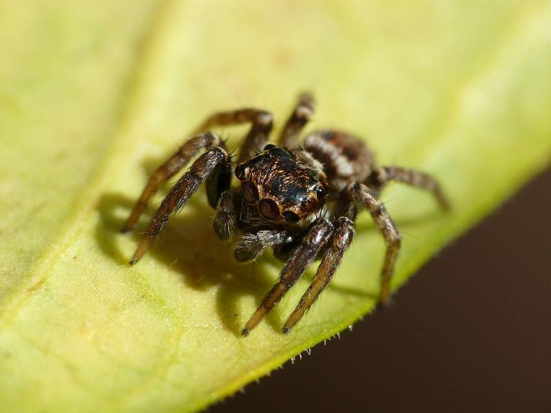 Hypoblemum_albovittatum_D6771_Z_88_Brisbane_Australie.jpg