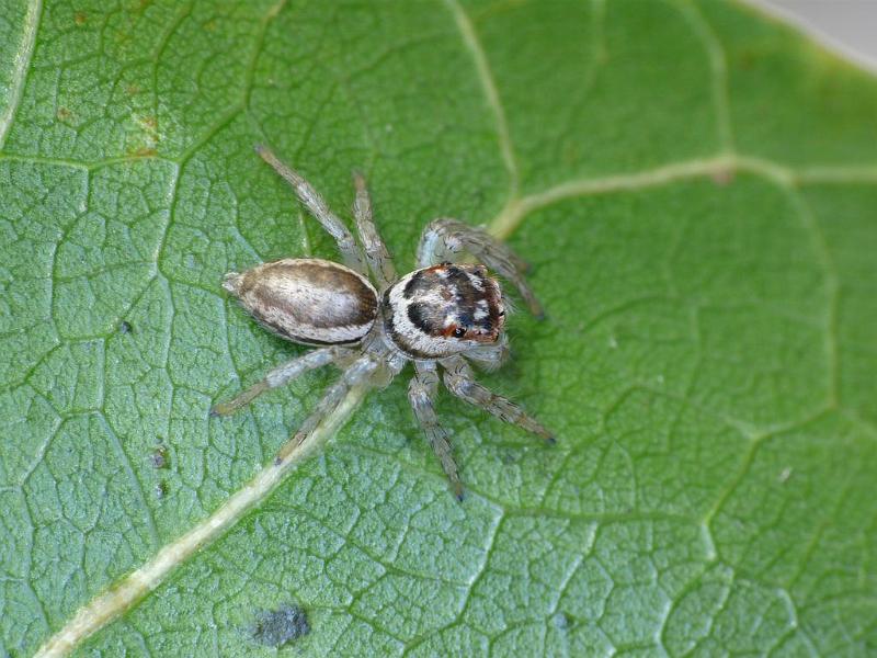 Hypoblemum_albovittatum_D6879_O_90_Brisbane_Australie.jpg