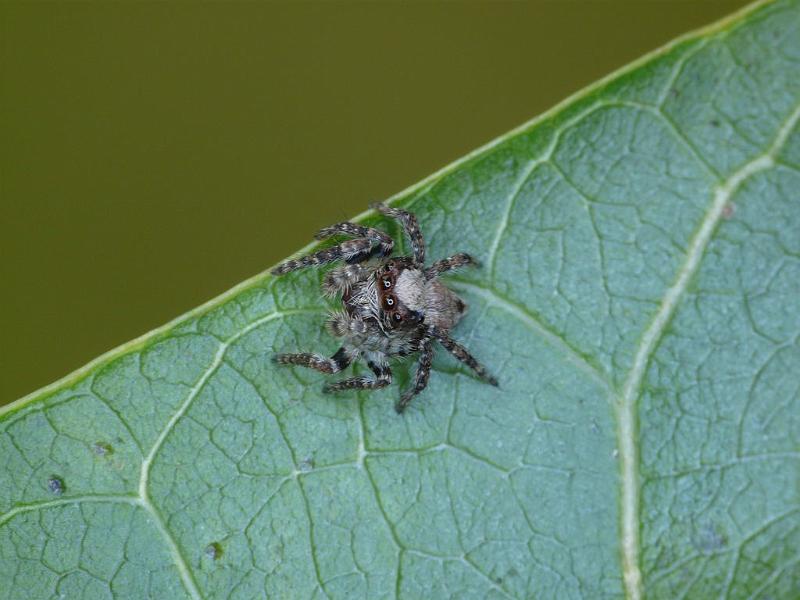 Hypoblemum_albovittatum_D6880_Z_89_Brisbane_Australie.jpg