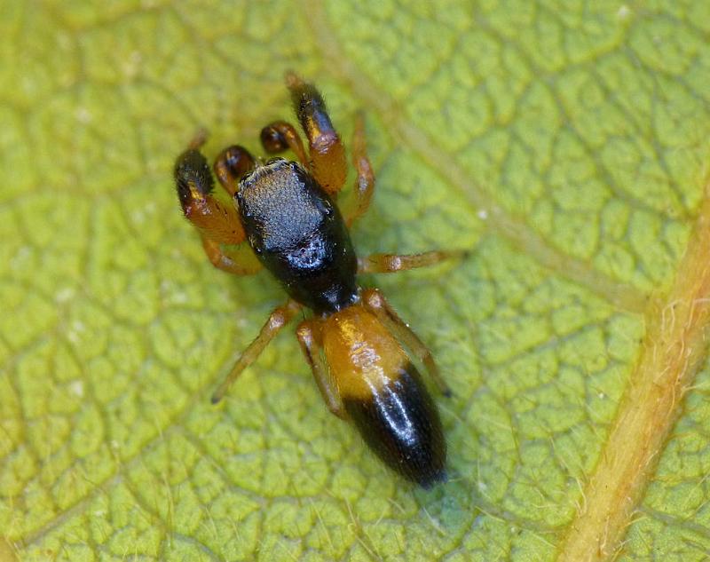 Judalana_lutea_D7273_Z_88_Brisbane_Australie.jpg - Salticidae > Ligonipes sp (probably a new species)