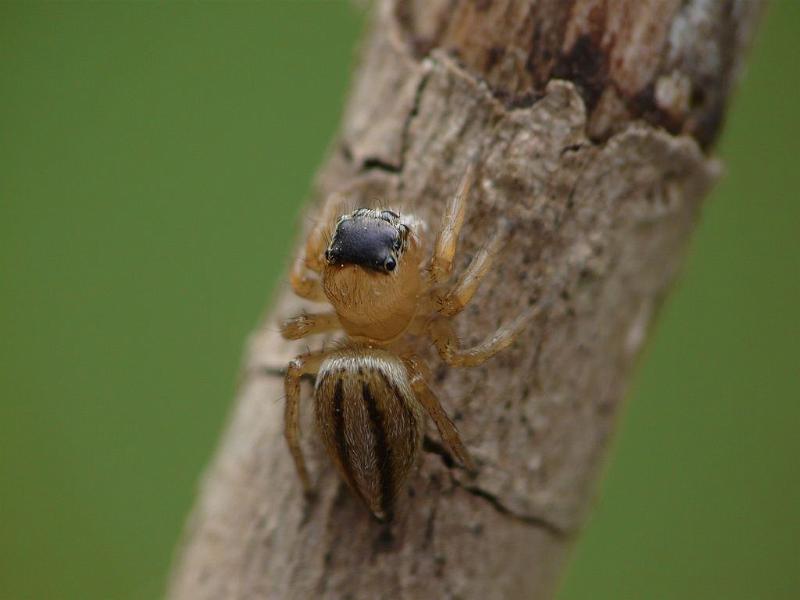 Lycidas_scutulatus_D6443_Z_88_Brisbane_Australie.jpg