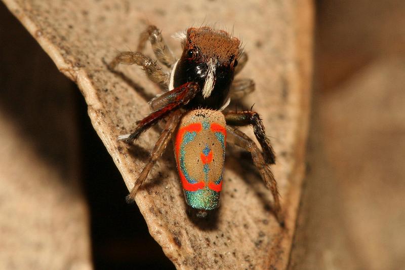 Maratus_pavonis_D5771_Z_88_Perth_Australie.jpg