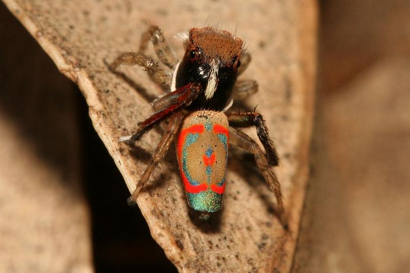 Maratus_pavonis_D5773_Z_88_Perth_Australie.jpg