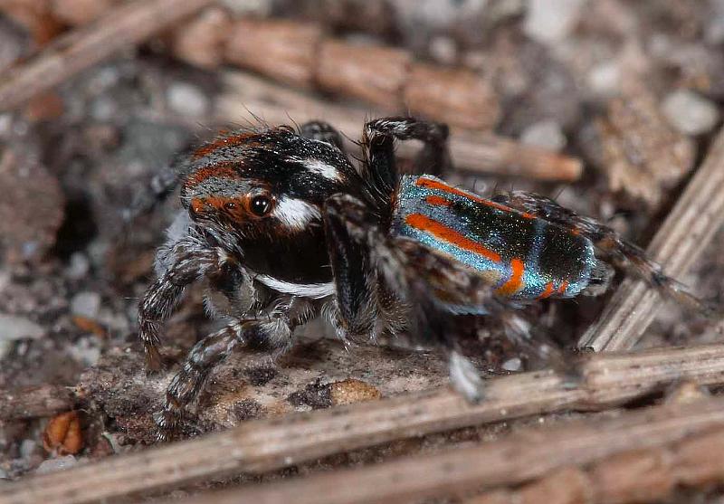 Maratus_volans_D3957_O_85_Sydney_Australie.jpg