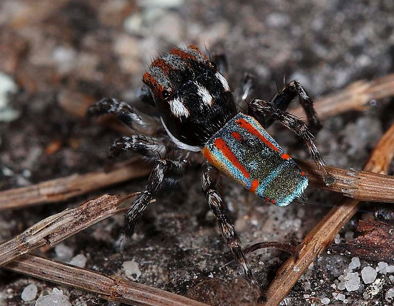 Maratus_volans_D3958_Z_86_Sydney_Australie.jpg