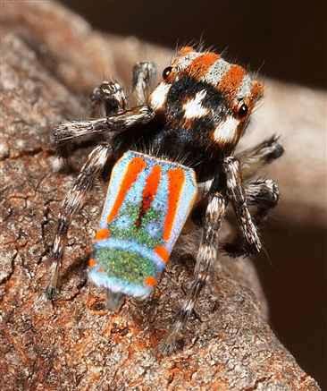 Maratus_volans_D3959_Z_87_Sydney_Australie.jpg