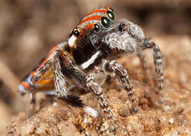 Maratus_volans_D3960_Z_85_Sydney_Australie.jpg