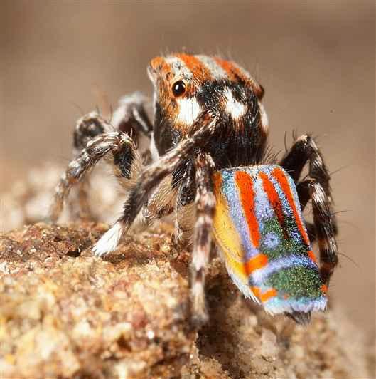 Maratus_volans_D3962_Z_86_Sydney_Australie.jpg