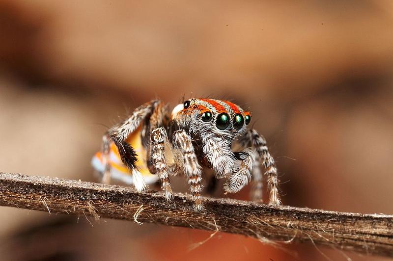 Maratus_volans_D3964_Z_85_Sydney_Australie.jpg