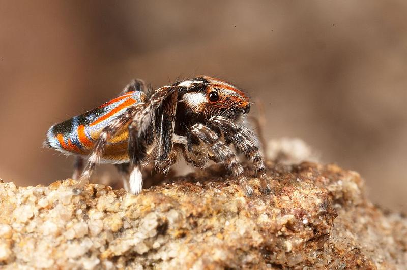 Maratus_volans_D3965_Z_85_Sydney_Australie.jpg