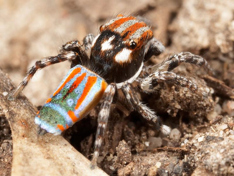 Maratus_volans_D3966_Z_88_Sydney_Australie.jpg