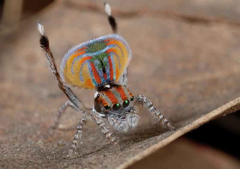 Maratus_volans_D5573_O_90_Sydney_Australie.jpg