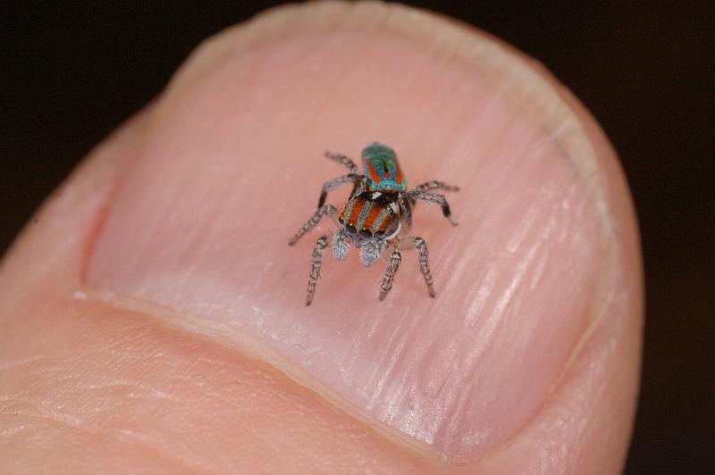 Maratus_volans_D5574_Z_90_Sydney_Australie.jpg