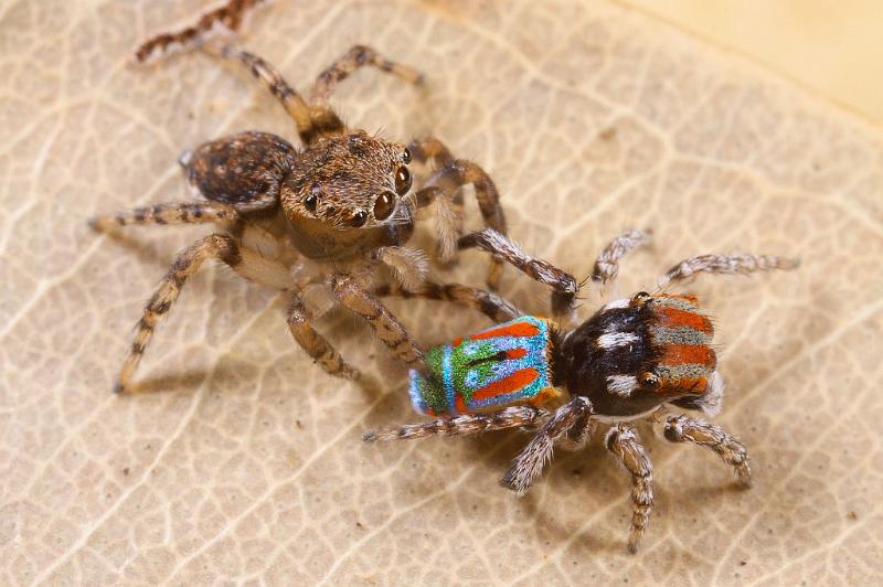 Maratus_volans_D5576_Z_90_Sydney_Australie.jpg