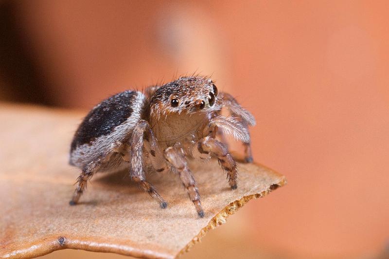 Maratus_volans_D5577_Z_90_Sydney_Australie.jpg