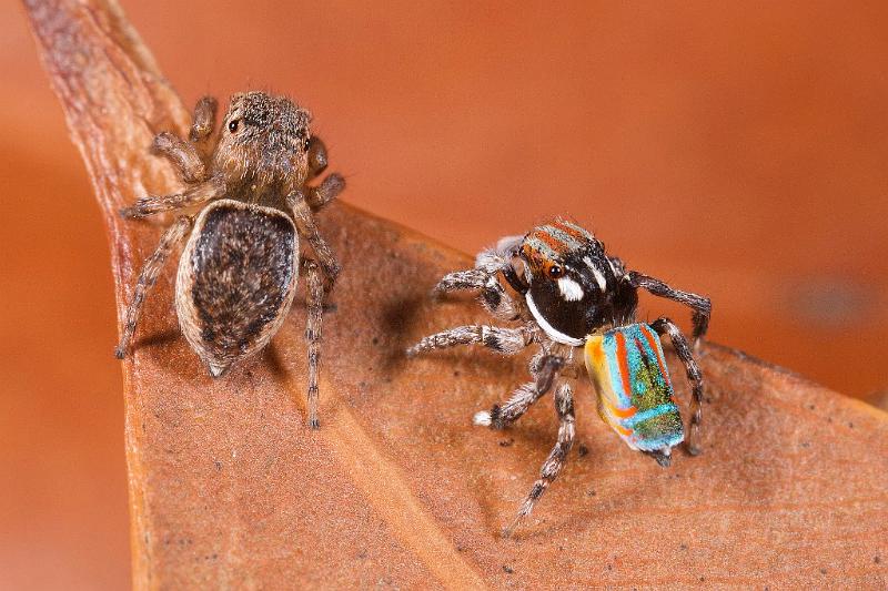 Maratus_volans_D5579_Z_90_Sydney_Australie.jpg