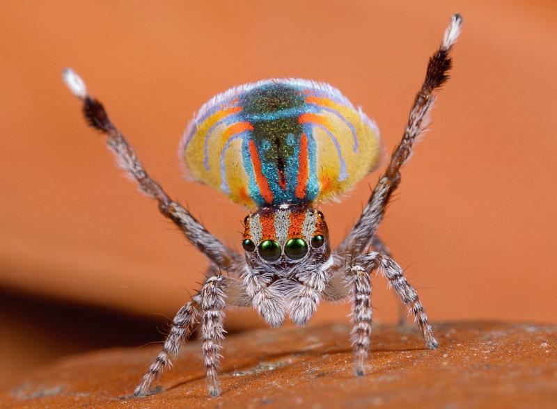 Maratus_volans_D5582_Z_90_Sydney_Australie.jpg