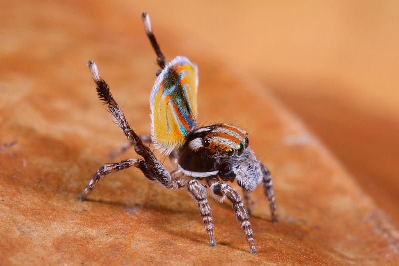 Maratus_volans_D5584_Z_90_Sydney_Australie.jpg