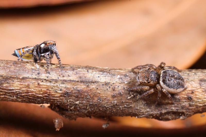 Maratus_volans_D5585_Z_90_Sydney_Australie.jpg