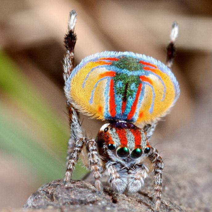 Maratus_volans_D8221_Z_90_Sydney_Australie.jpg