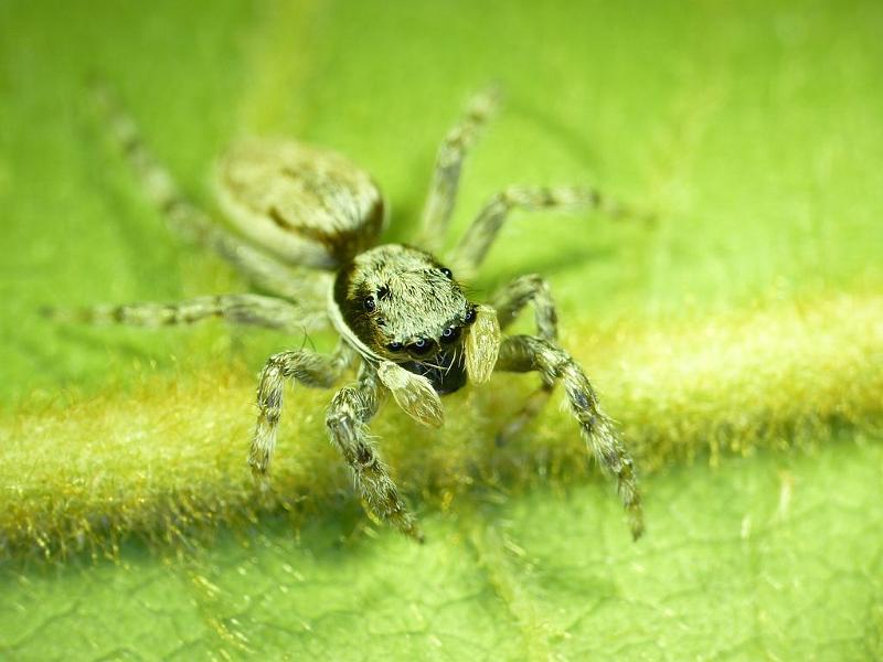 Menemerus_bivittatus_D6714_Z_84_Brisbane_Australie.jpg