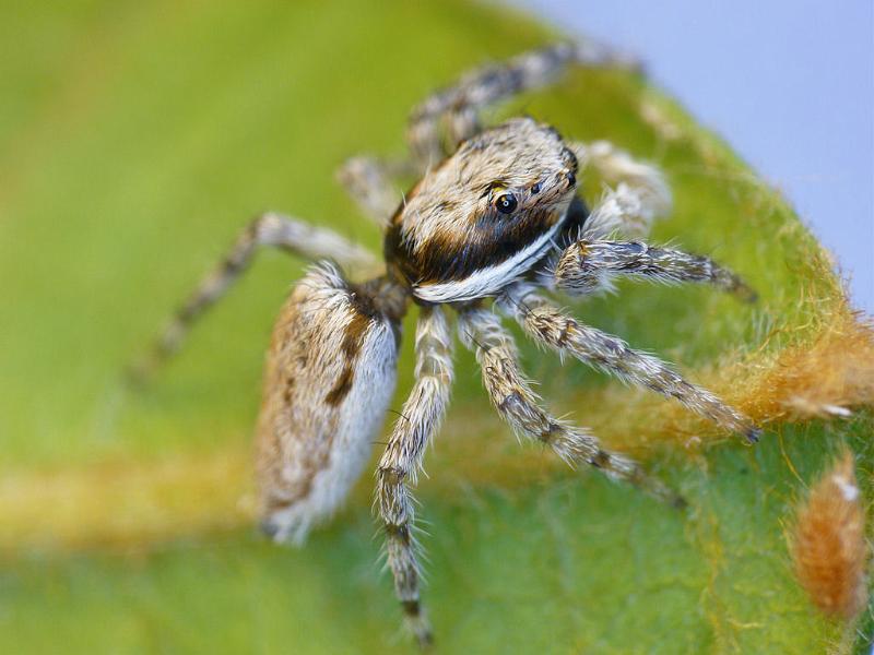 Menemerus_bivittatus_D7277_Z_82_Brisbane_Australie.jpg - Salticidae > Menemerus bivittatus