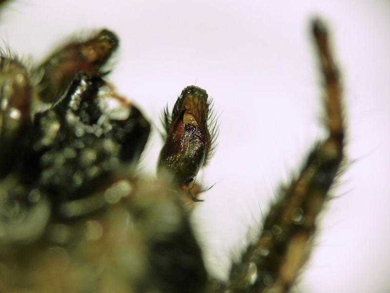 Menemerus_bivittatus_D7278_Z_80_Brisbane_Australie.jpg - Salticidae > Menemerus bivittatus male