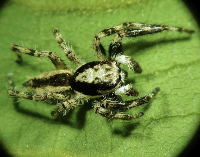 Menemerus_bivittatus_D7279_Z_84_Brisbane_Australie.jpg - Salticidae > Menemerus bivittatus male