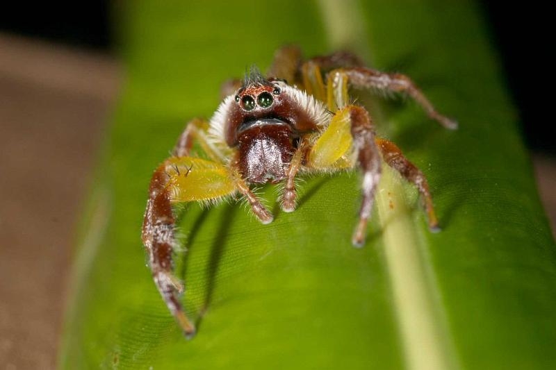 Mopsus_mormon_D2545_Z_83_-_Australie.jpg