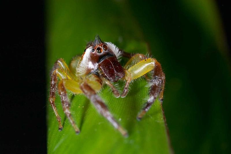 Mopsus_mormon_D2546_Z_82_-_Australie.jpg